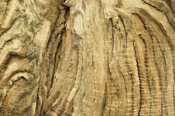 Verweerd hout van oude boomstam