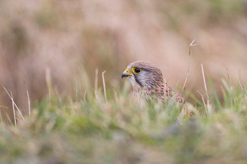 Torenvalk in het gras