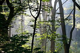 Voir le soleil briller à travers les arbres sur Ties van Veelen
