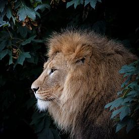Lion sur noir sur Janine Bekker Photography