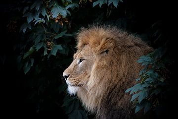 Lion sur noir sur Janine Bekker Photography