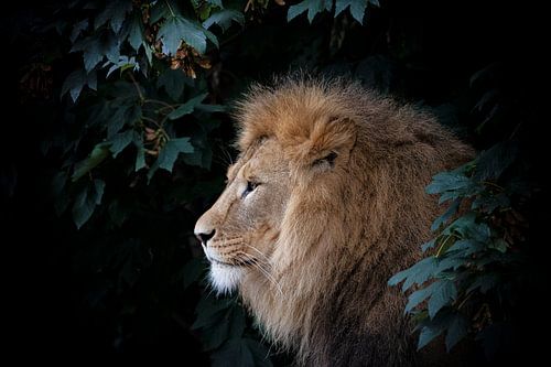 Lion sur noir sur Janine Bekker Photography