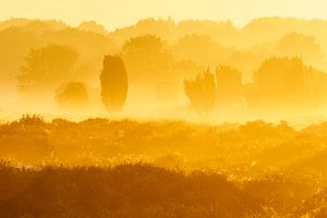 De heide in geel sur Karla Leeftink