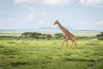 Giraffe in Tanzania van OCEANVOLTA