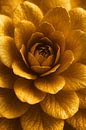 Gold Flower Luxury in Detail by But First Framing thumbnail