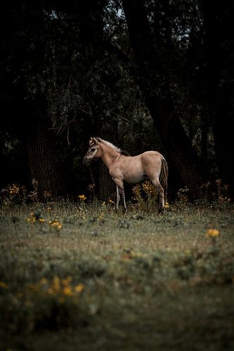 Veulen aan Bosrand Lichtpunt in de Schaduw