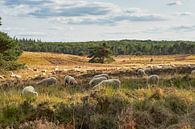 Schaapskudde op de heide van Hoog Soeren van Cor de Hamer thumbnail