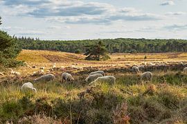 Sheep herd on the heath by Cor de Hamer