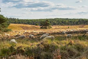 Schafherde auf der Heide von Hoog Soeren