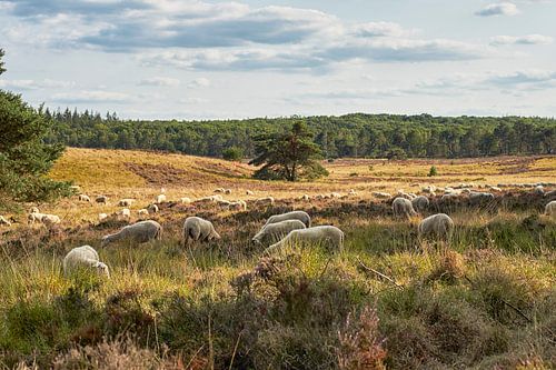Schaapskudde op de heide van Hoog Soeren