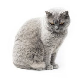 British Shorthair cat with orange eyes on white background 5/5