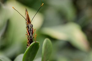Aufmerksame Schmetterling von Marcel Pietersen