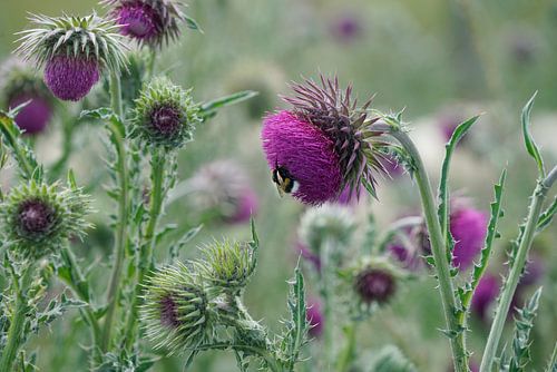 Kleine Hummel auf Distelblüte