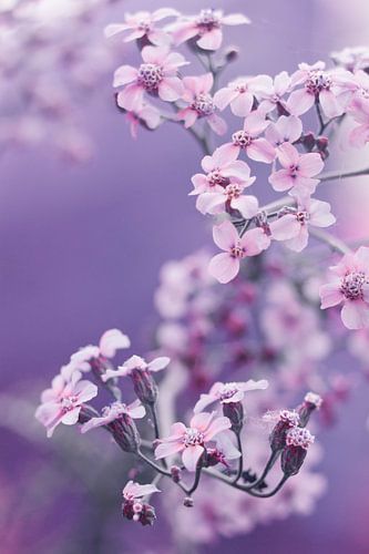 Achillea Millefolium