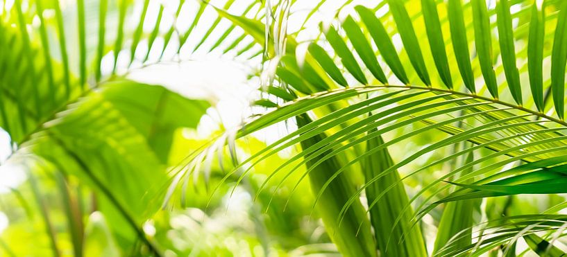green palm leaf in sunlight by Dörte Bannasch