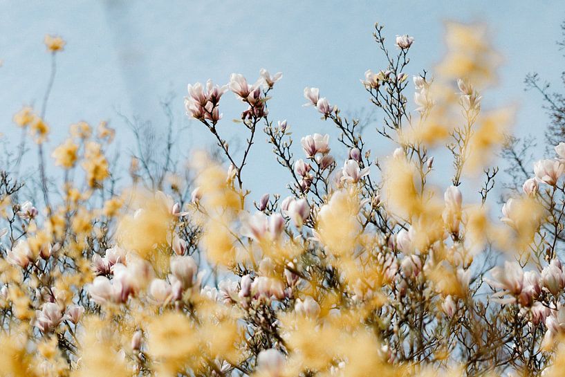 Roze  Magnolia en gele bloessem van AIM52 Shop