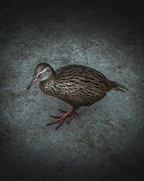 Weka vogel - Nieuw-Zeeland