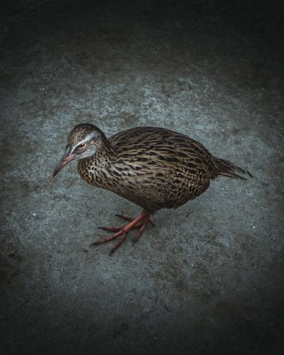 Weka bird - New Zealand