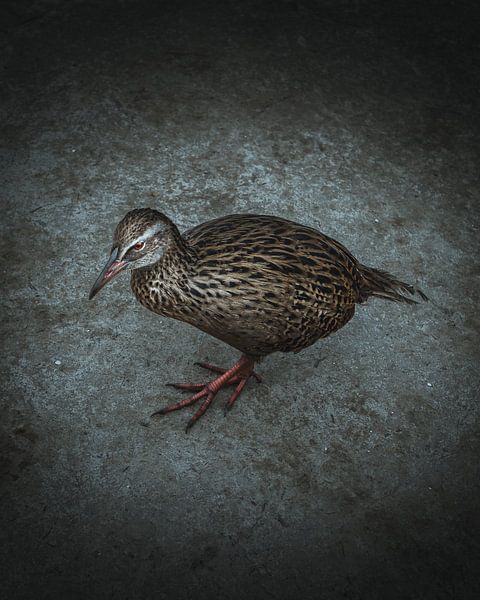 Oiseau Weka - Nouvelle-Zélande par Jip van Bodegom