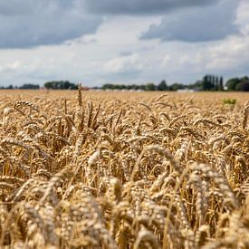 Grainfield von Christian Traets