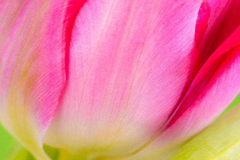 Détails de la fleur (1) par Monika Scheurer