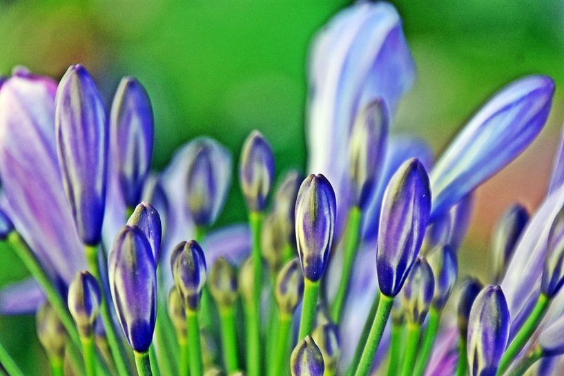 bourgeons de lys décoratifs bleus par Werner Lehmann