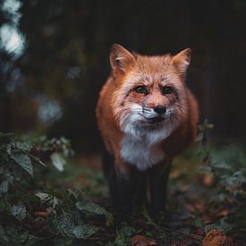 Red fox in the forest by Rafaela_muc