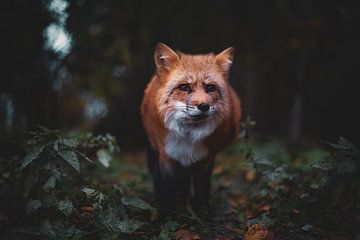 Rode vos in het bos van Rafaela_muc