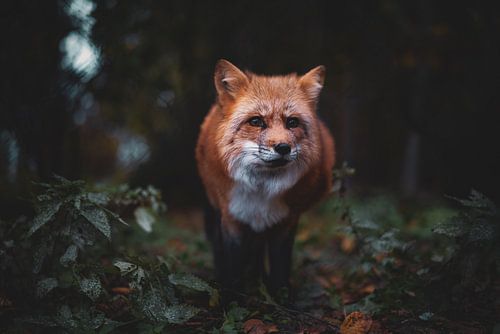 Rotfuchs im Wald von Rafaela_muc