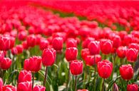 Bloeiende rode en roze tulpen in het veld tijdens een mooie lentedag van Sjoerd van der Wal Fotografie thumbnail