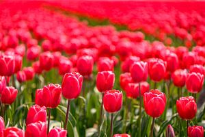 Blühende rote und rosa Tulpen während eines schönen Frühlingstages