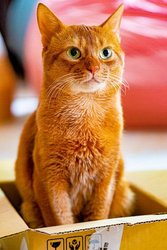 Kat Speciale Bezorging
