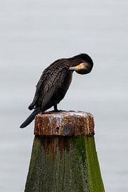 Juckreiz von Liefs van Peet