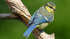 Jungvogel der Blaumeise von Sabrina de Vries