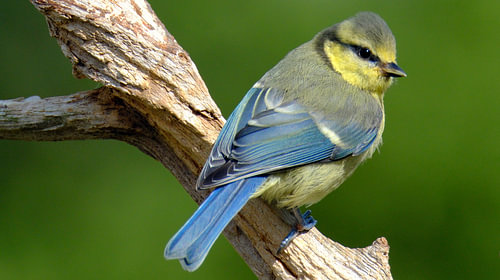 Jungvogel der Blaumeise