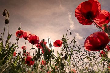 Un champ de coquelicots pour le lever du soleil sur Kurt Krause