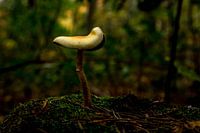 Saddle mushroom