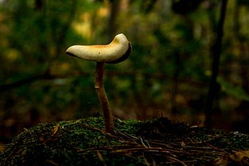 Champignon de selle sur Kristof Mentens