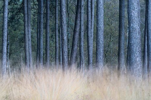 Peindre avec la lumière