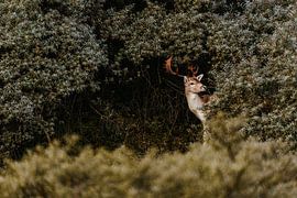 Deer in dunes