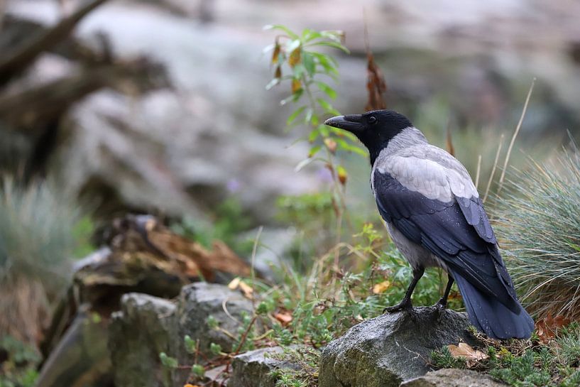 The hooded crow by Heike Hultsch