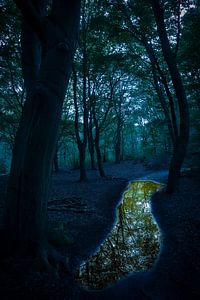 Sentier forestier