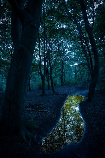 Forest path by Douwe Schut