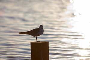 Oiseau sur un poteau