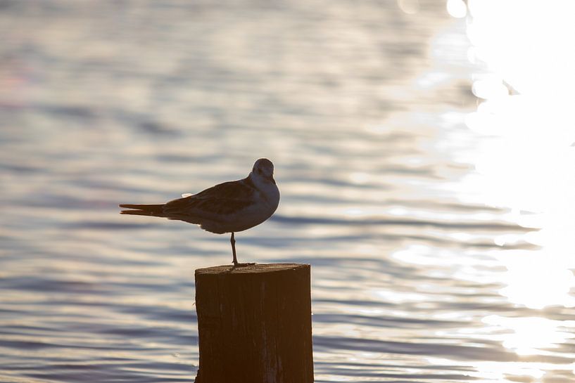 Bird on a pole by thomaswphotography