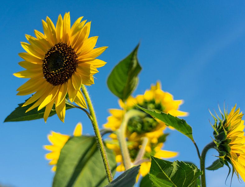 Sonnenblumen von Marjon Boerman