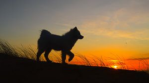 Samoyed