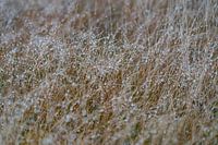 Gras met regendruppels