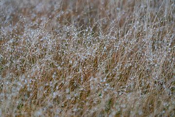 Grass with raindrops by Mark Damhuis