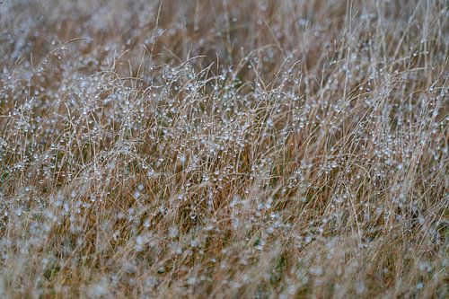 Gras mit Regentropfen